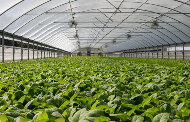 Here’s how CO2 GRO helps anyone in the business of building greenhouses