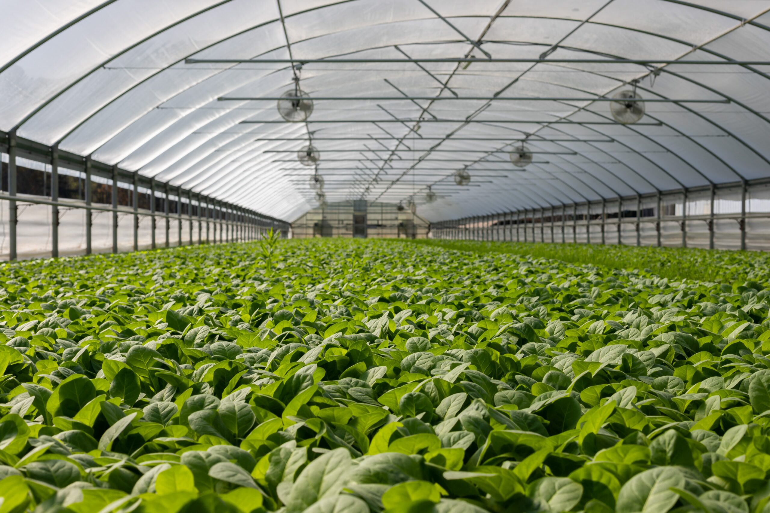 Here’s how CO2 GRO helps anyone in the business of building greenhouses
